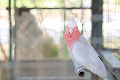 Close-up of parrot perching