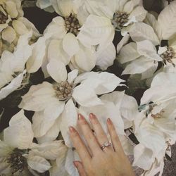 Close-up of white flowers