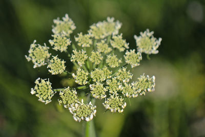 Close-up of green plant