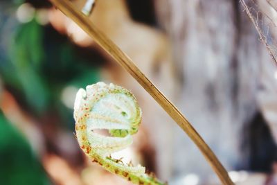 Close-up of fresh leaf