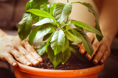 Midsection of person holding potted plant