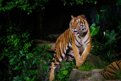 View of a reptile in a forest