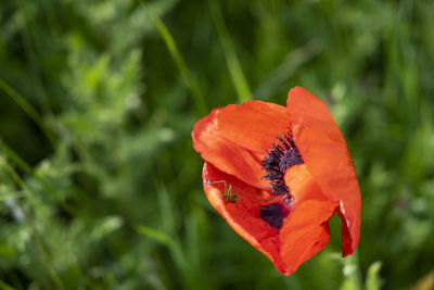 Close-up of red poppy flower
