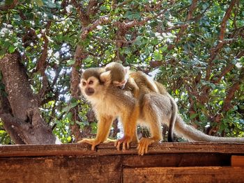 Low angle view of monkey on tree