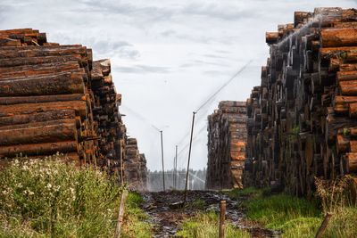 Stack of wood on field during summer