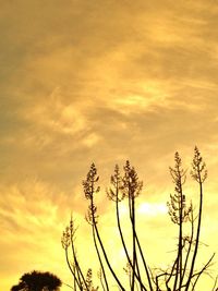 Low angle view of trees against cloudy sky