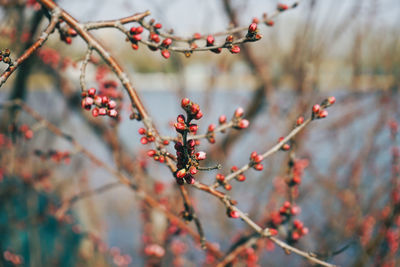 Close-up of berries growing on tree