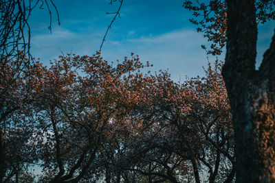 Low angle view of silhouette trees against sky during autumn