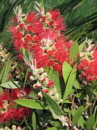 Close-up of pink flowers