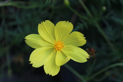 Close-up of yellow flowering plant