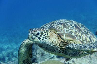 Sea turtle swimming undersea