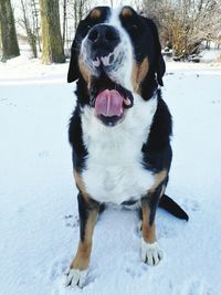 Dog in snow