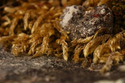 Close-up of dead plant on table