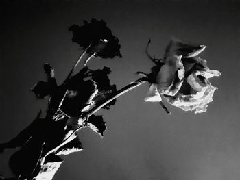 Close-up of wilted flower plant against sky