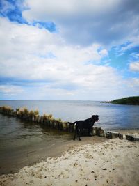 View of dog on beach against sky