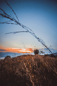 Close-up of grass on field against sky during sunset