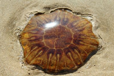 Close-up of seashells