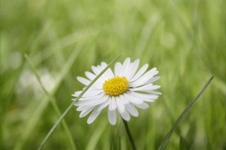 flower, freshness, fragility, flower head, growth, petal, white color, beauty in nature, focus on foreground, close-up, blooming, nature, daisy, single flower, field, pollen, plant, in bloom, selective focus, wildflower