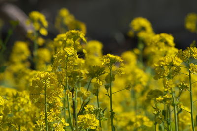 Yellow flowering plants growing on field