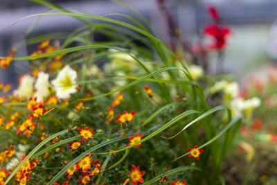 Close-up of flowering plants on field