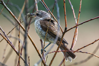 Close-up of bird perching on branch