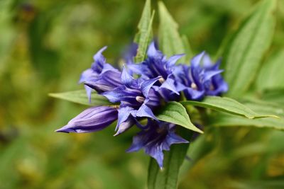 Close-up of purple flowering plant