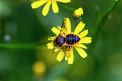 Close-up of insect on yellow flower