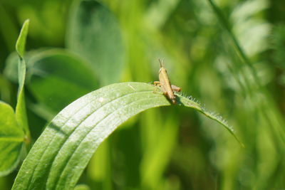 Grasshopper in grass.