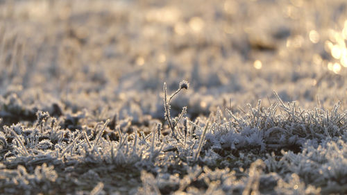 Close-up of snow on field, frost