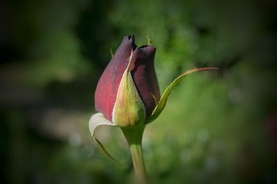 Close-up of lotus bud growing outdoors