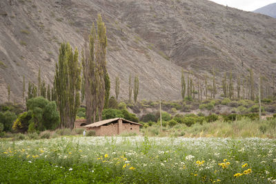 Field of flowers and a mud house at the foot of the hill