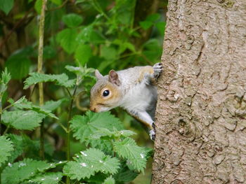 Squirrel on tree trunk