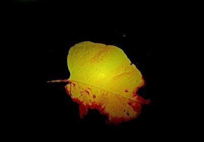 Close-up of leaf over black background