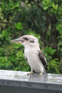 Close-up of bird perching on railing