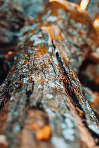 Close-up of lichen on tree trunk