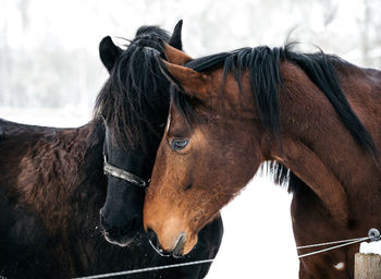 Close-up of horse in ranch