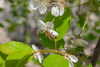 Close-up of insect on flower