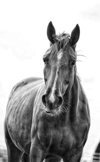 Close-up portrait of a horse