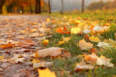 Autumn leaves fallen on field