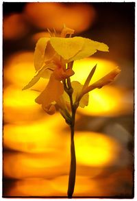 Close-up of yellow flower against sky at sunset