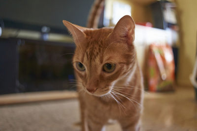 Close-up of a cat looking away