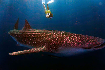 Close-up of fish swimming in sea