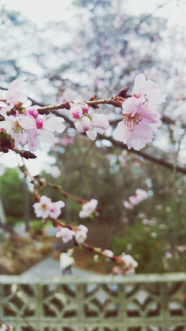 flower, freshness, fragility, branch, growth, tree, cherry blossom, blossom, beauty in nature, petal, focus on foreground, cherry tree, nature, in bloom, blooming, twig, springtime, pink color, close-up, fruit tree