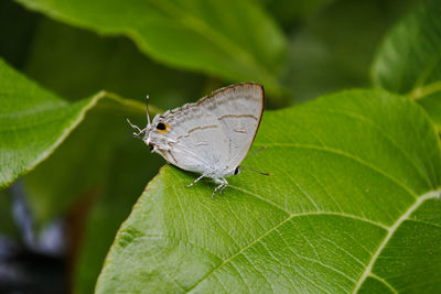 Close-up of butterfly on leaf