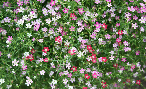 Closeup many little gypsophila pink flowers background