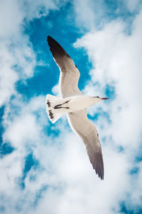 Low angle view of seagull flying in sky