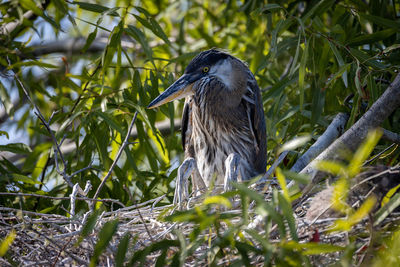 Bird perching on a tree