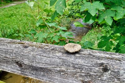 High angle view of mushrooms on tree trunk