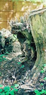 Close-up of lichen on tree trunk