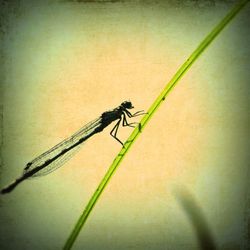 Close-up of insect on plant